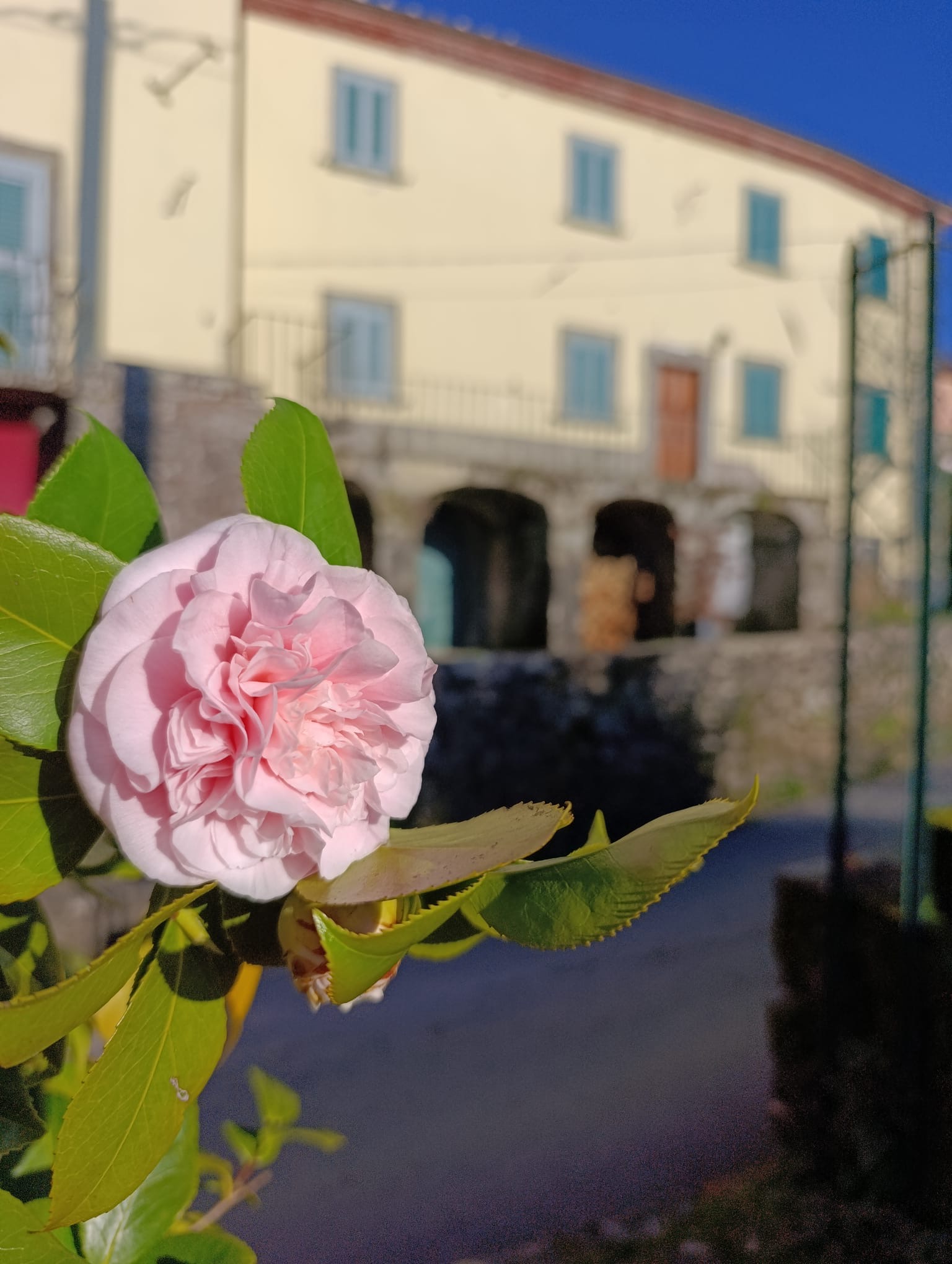 Palazzo Modafi met bloeiende camelia